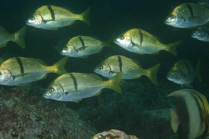 Mejores temporadas para buceo en bahia de los angeles