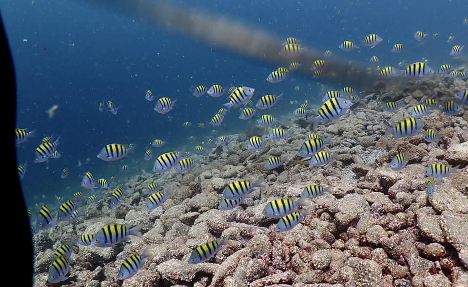 buceo en bahia de los angeles