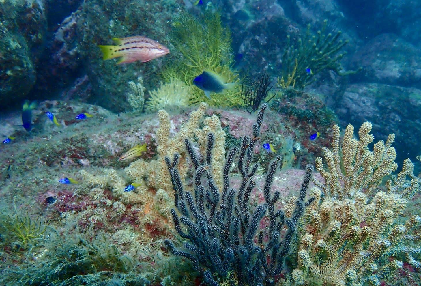 Buceo y mas actividades en bahia de los angeles