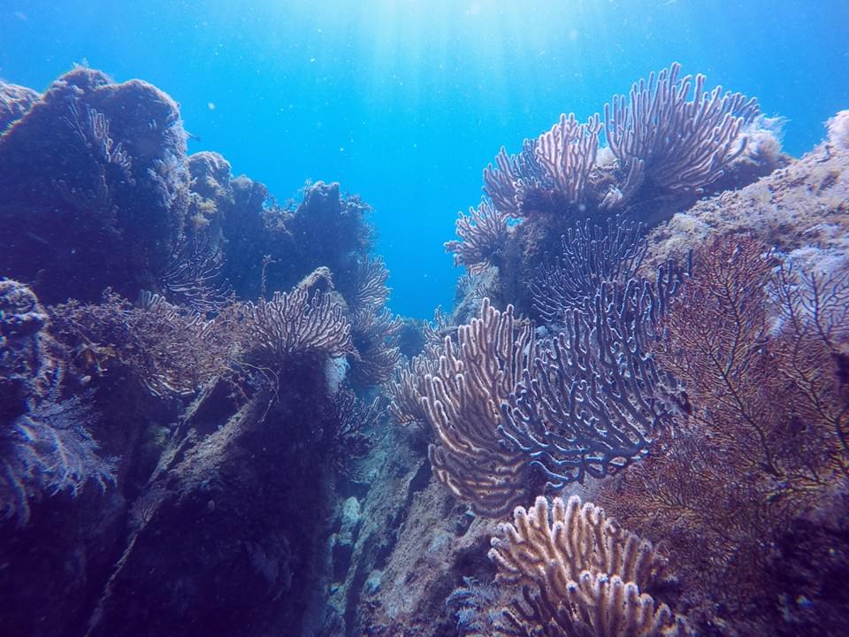 Mejores temporadas para buceo en bahia de los angeles