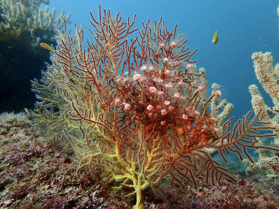 aventuras de buceo en bahia