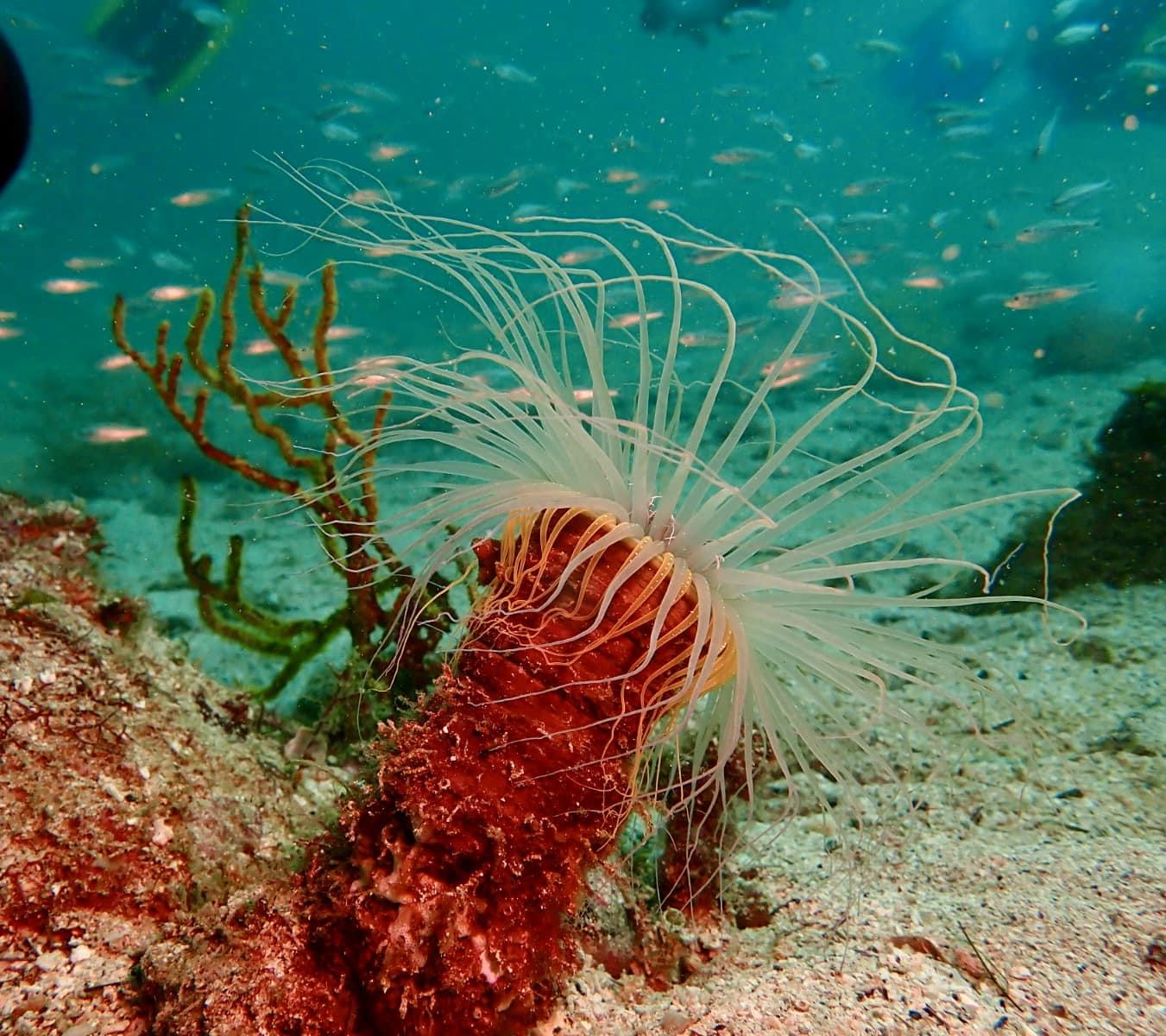 Buceo ballena en Bahia de los angeles