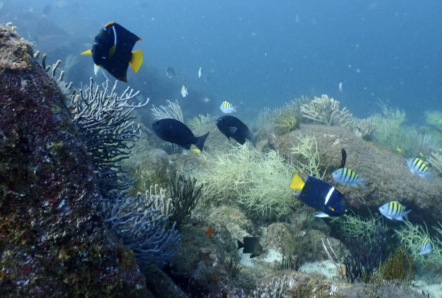 Mejores temporadas para buceo en bahia de los angeles