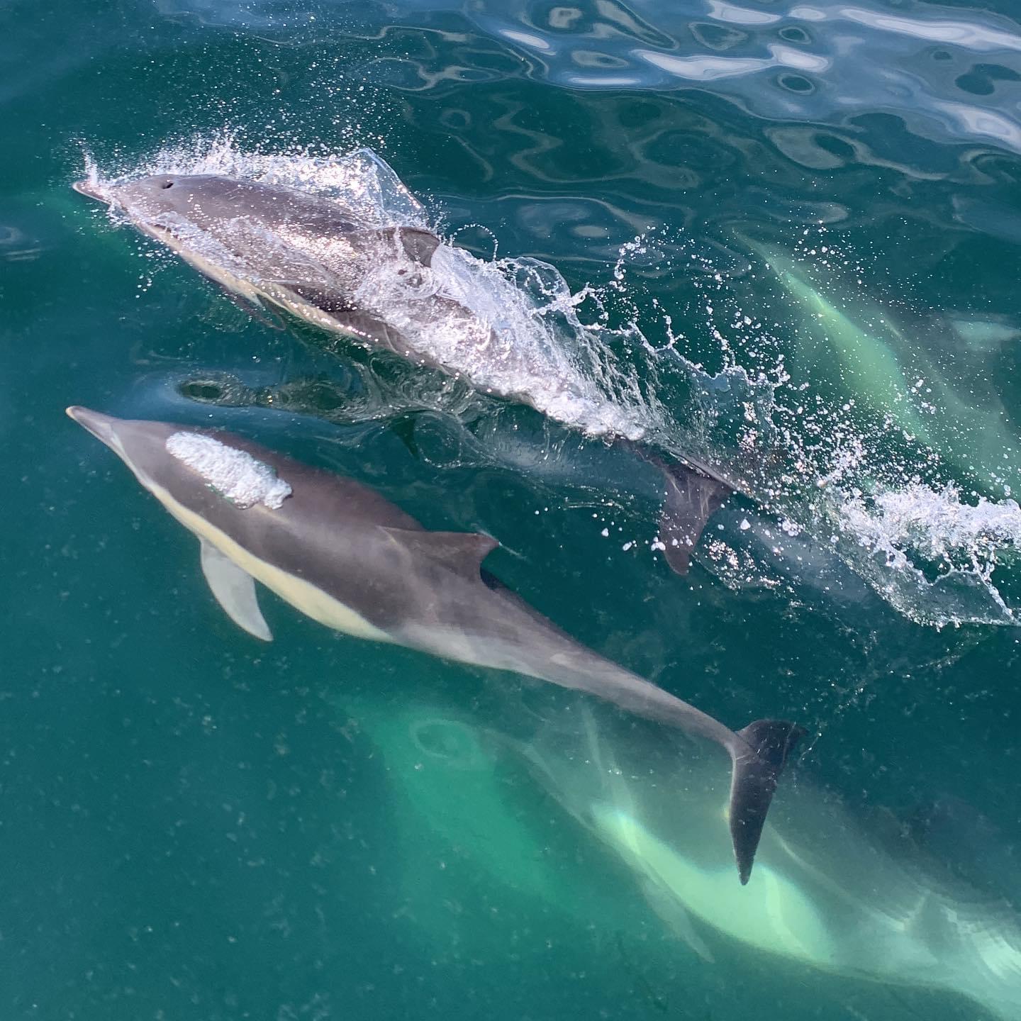 delfines en Bahia de los Angeles