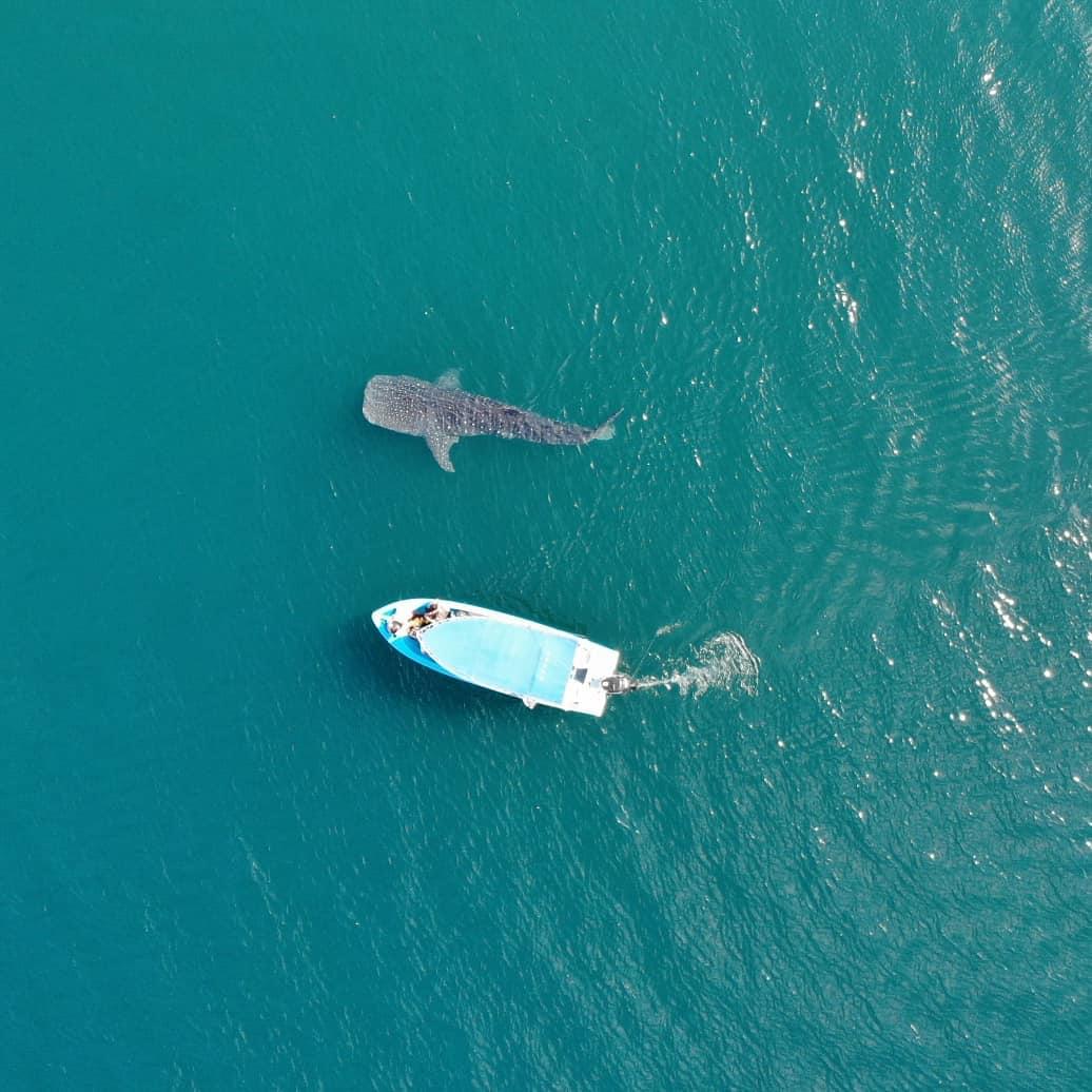 que hacer en bahia de los angeles