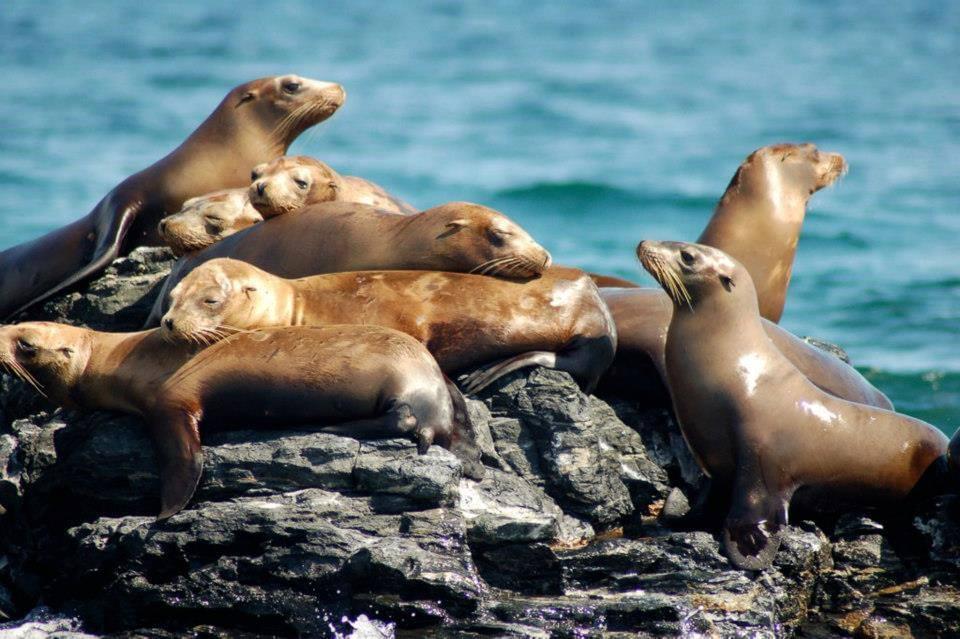 Lobos marinos en Bahia de los angeles