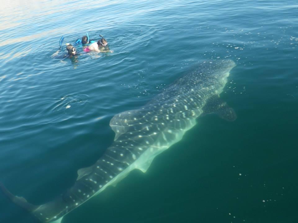 snorkel con el tiburon ballena en Bahia de los angeles