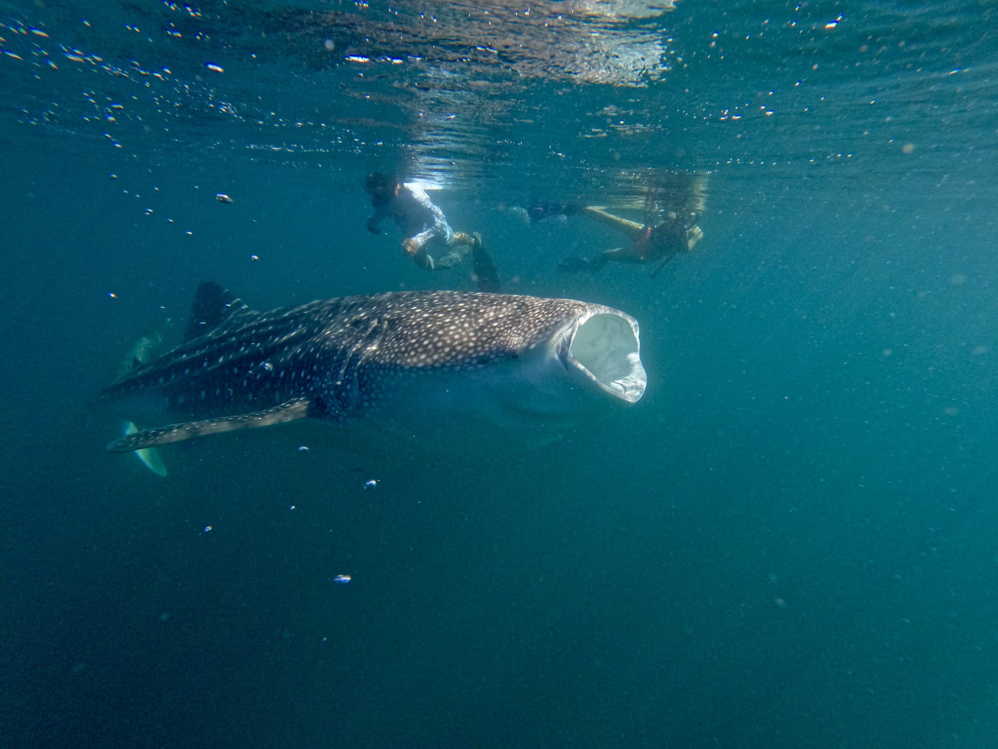 experiencias de bucear con el  tiburon ballena en bahia de los angeles