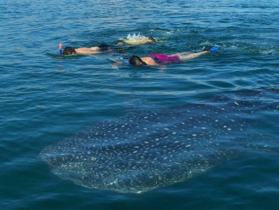 Como hacer Snorkel en bahia de los angeles