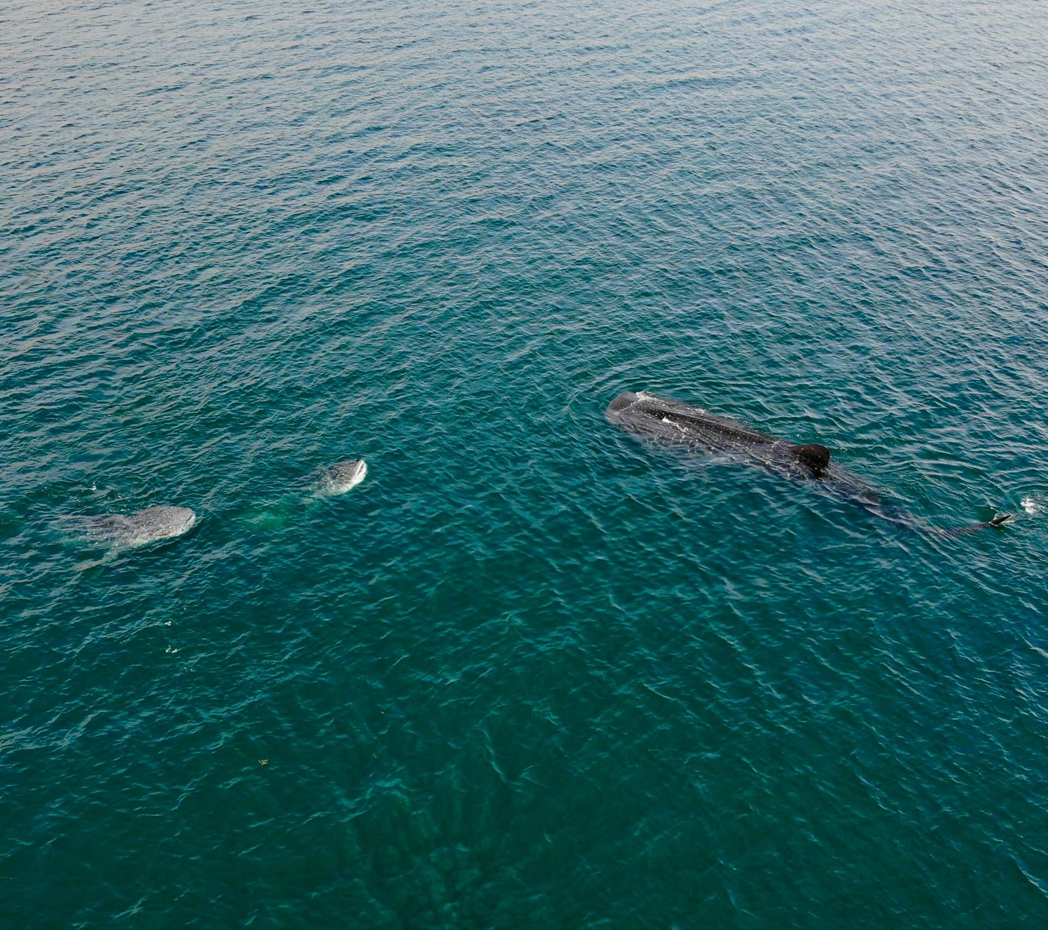 tiburon ballena en Bahia de los angeles