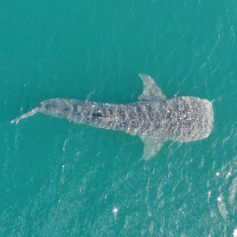 experiencias de bucear con el  tiburon ballena en bahia de los angeles