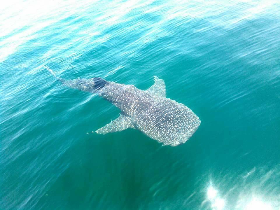 Tiburon Ballena en bahia de los angeles