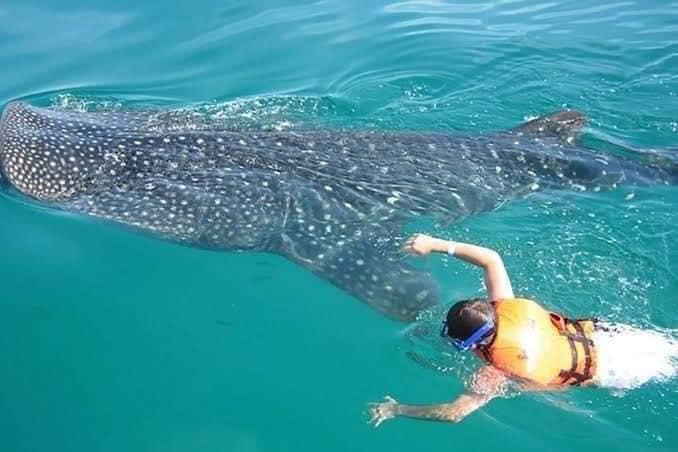 tiburon ballena en Bahia de los angeles