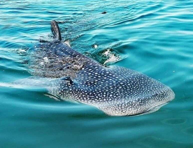 El Tiburon Ballena Bahia de los Angeles