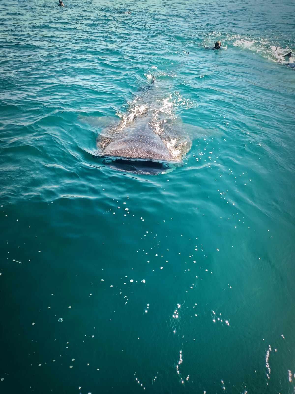 Nada con el tiburon ballena